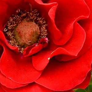 Kупить В Интернет-Магазине - Poзa Рома - красная - Миниатюрные розы лилипуты  - роза с тонким запахом - NIRP Интернейшнл - Кустистый сорт. Яркие, темно-красные цветы составляет прекрасный контраст с темно-зеленой листвой.